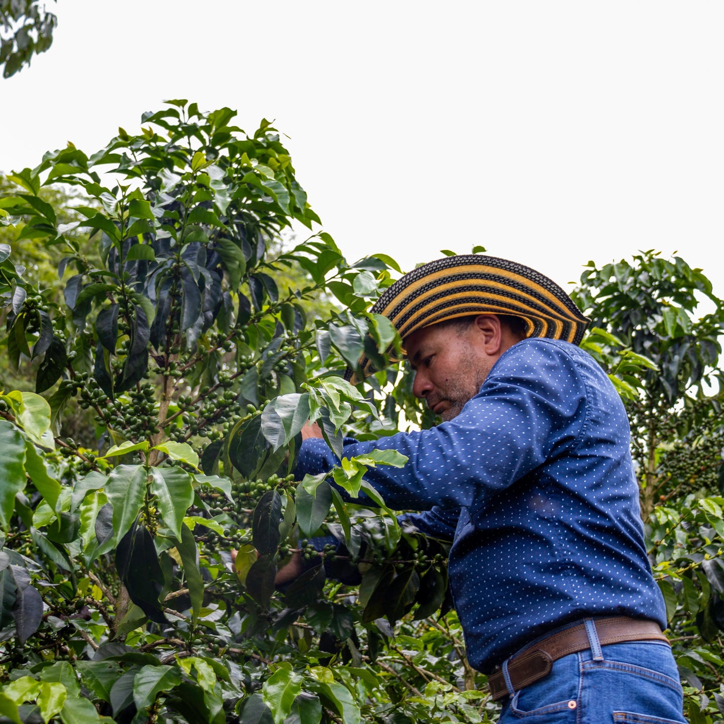 Person harvesting coffee beans from a coffee plant in a lush green field.