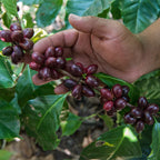 Calahute