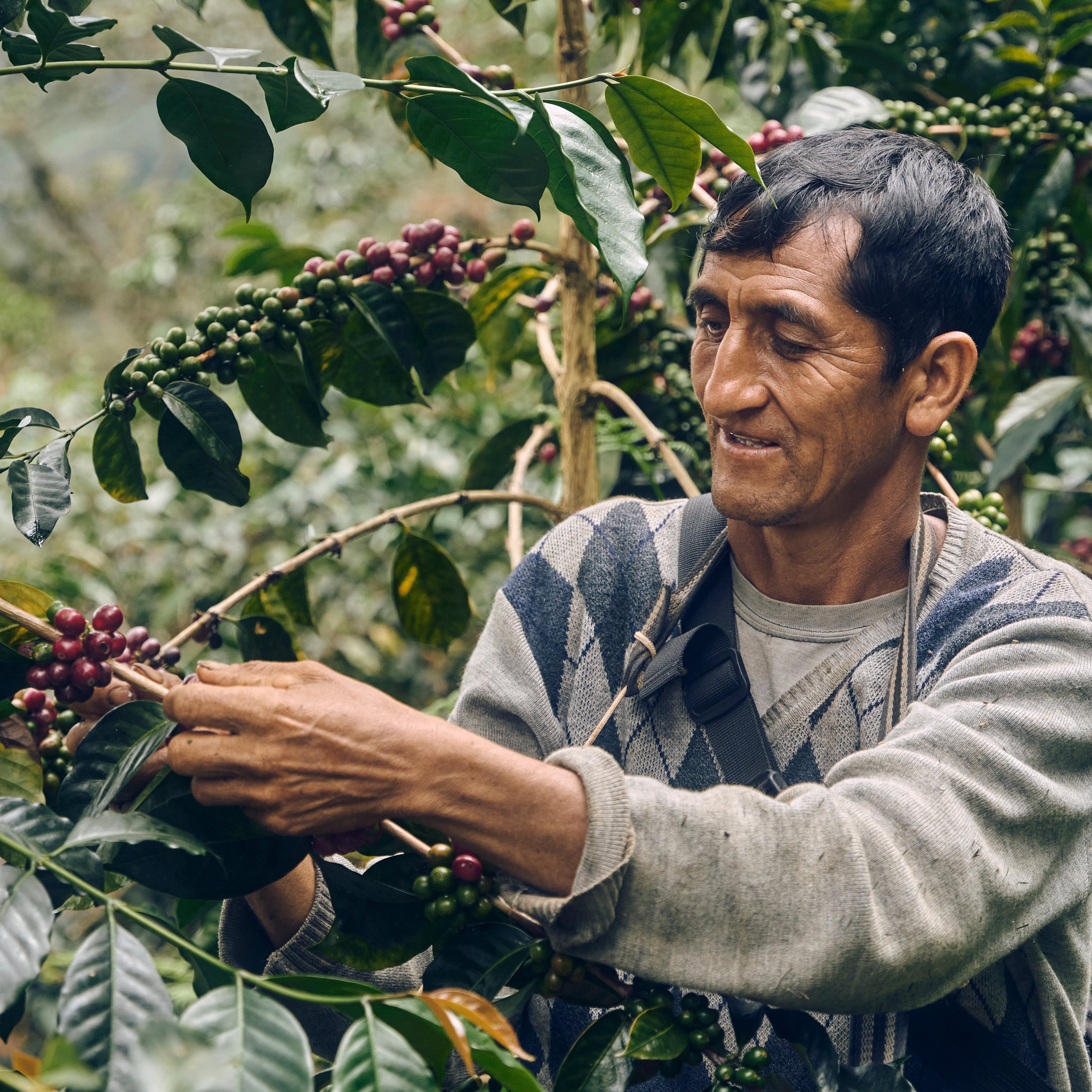 Man harvesting coffee beans from a tree