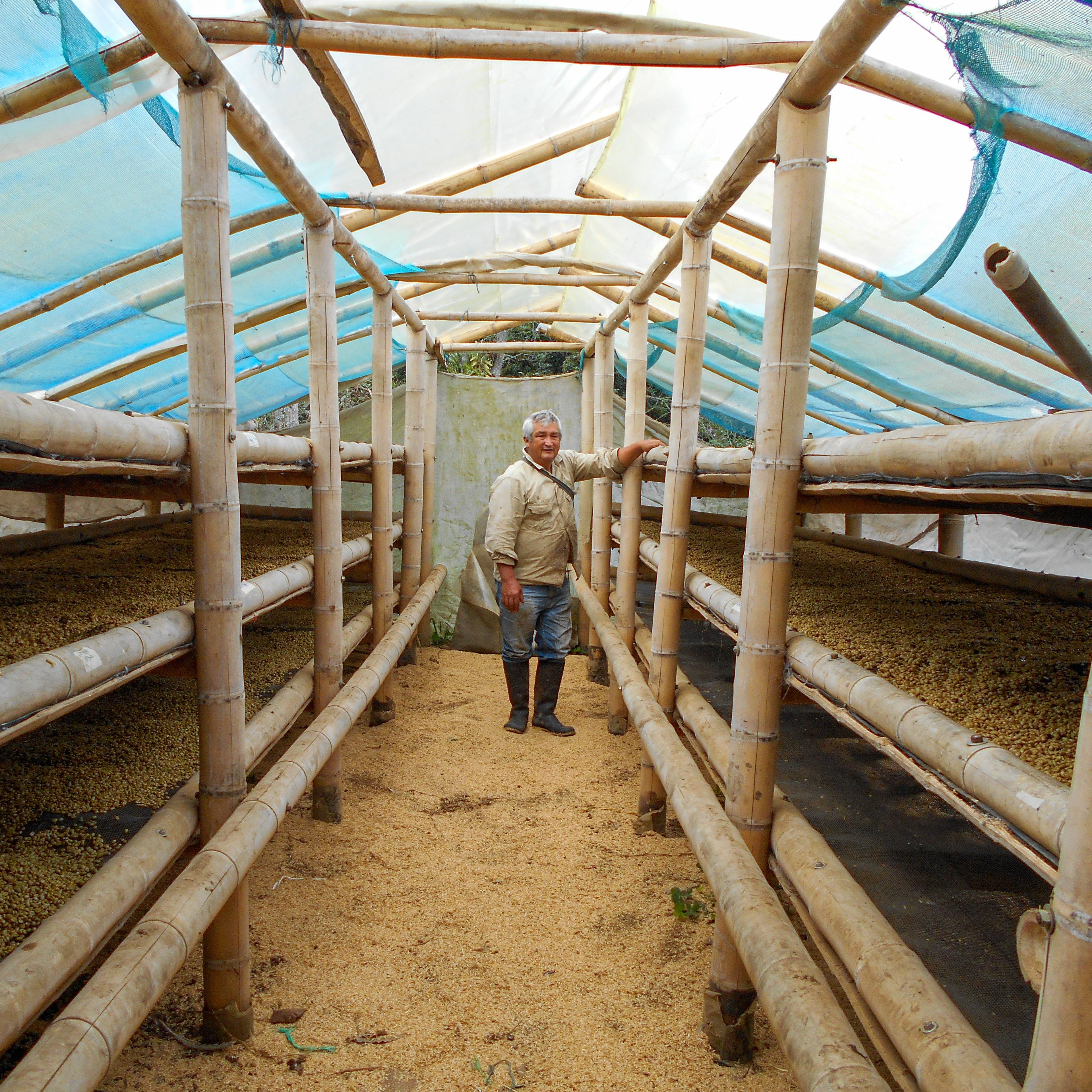 Man standing inside a large bamboo structure with transparent covering, possibly a greenhouse or drying area.
