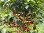 Finca Patio Bonito