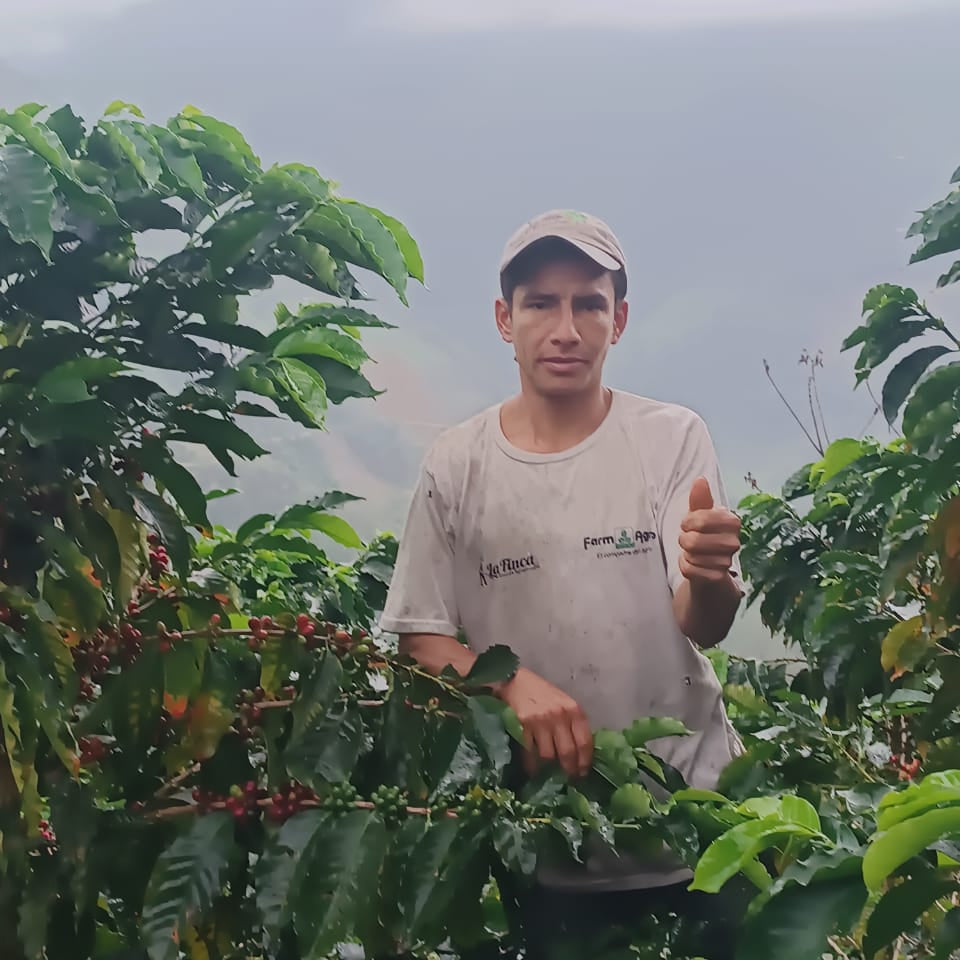 Man standing among coffee trees with a mountainous background