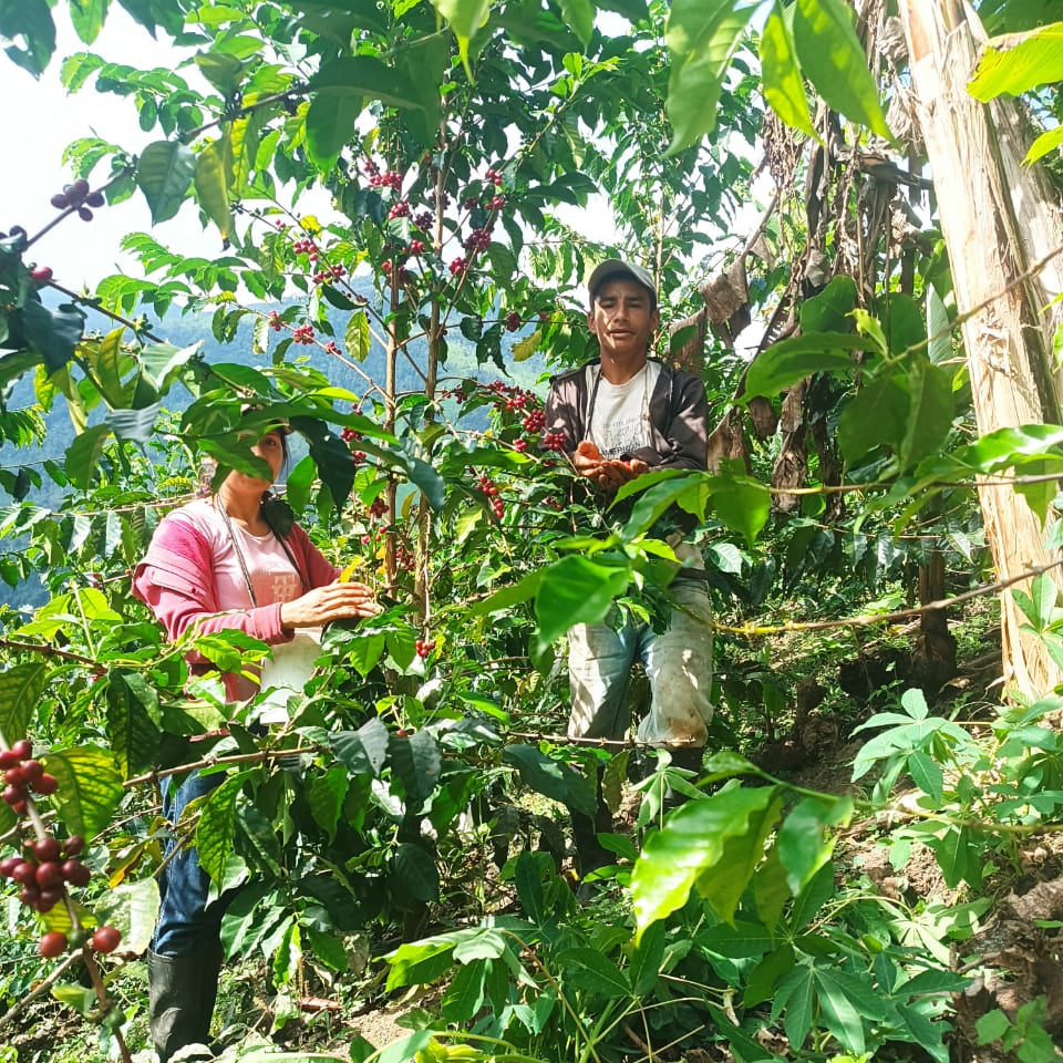 Two people working among coffee trees with ripe red berries in a lush green forest.