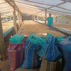 Person standing inside a drying barn with coffee beans and bags of coffee.