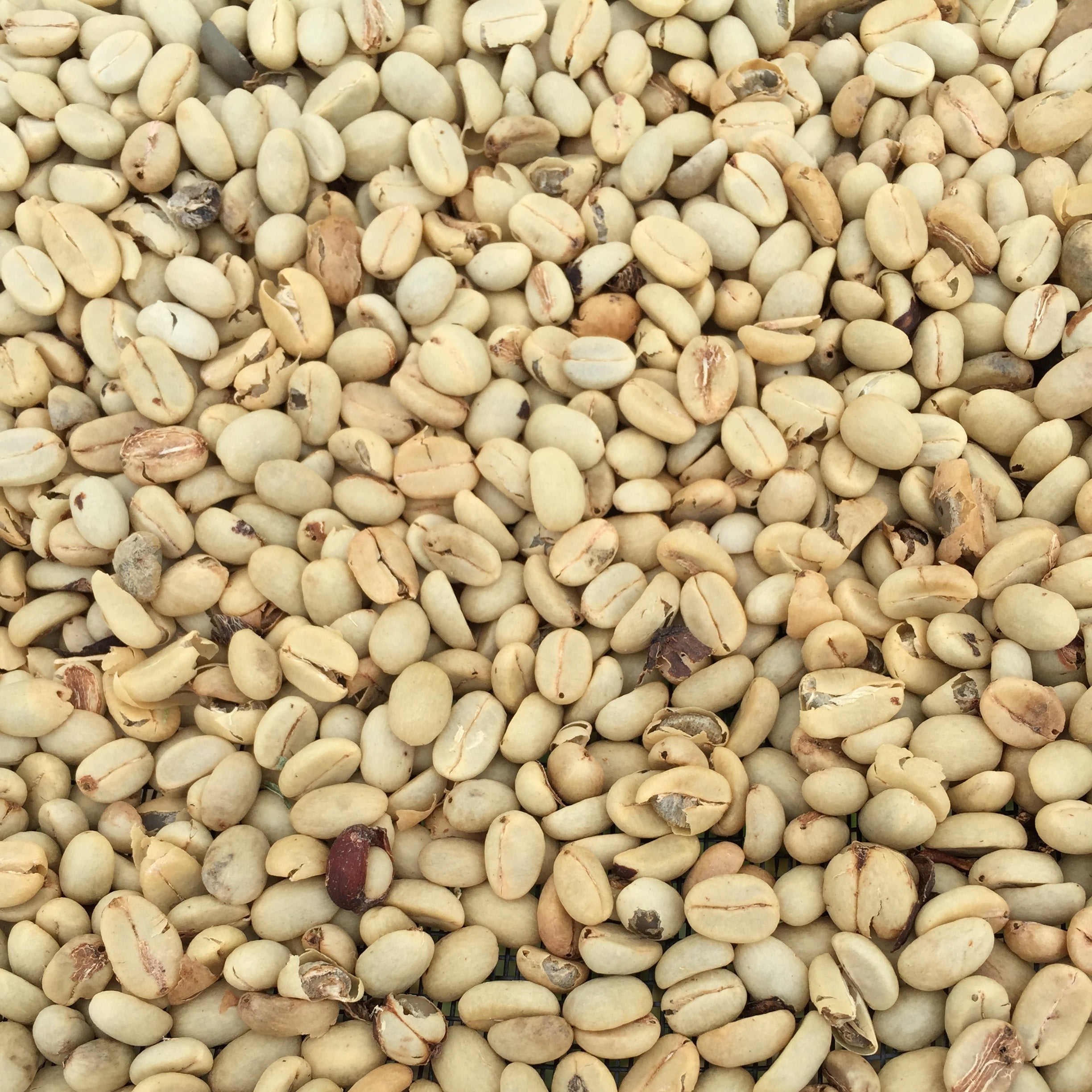Close-up of coffee beans with a dark background