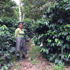 Woman standing among coffee trees in a coffee plantation