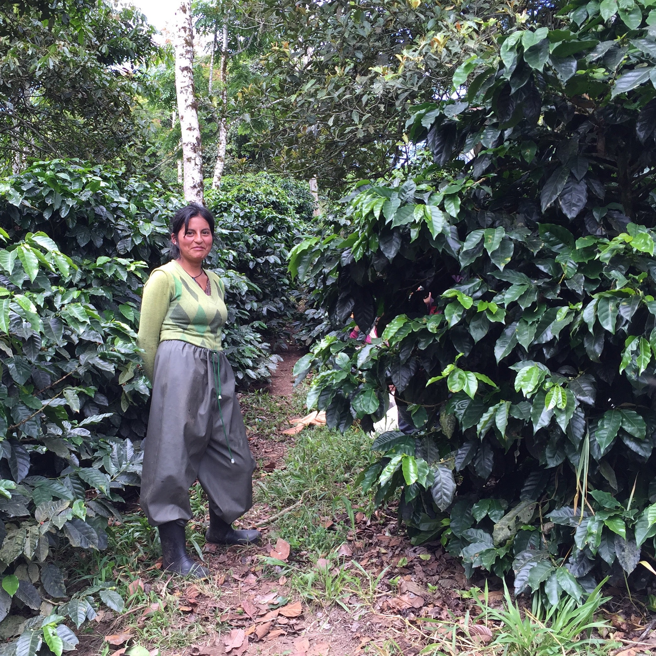 Woman standing among coffee trees in a coffee plantation