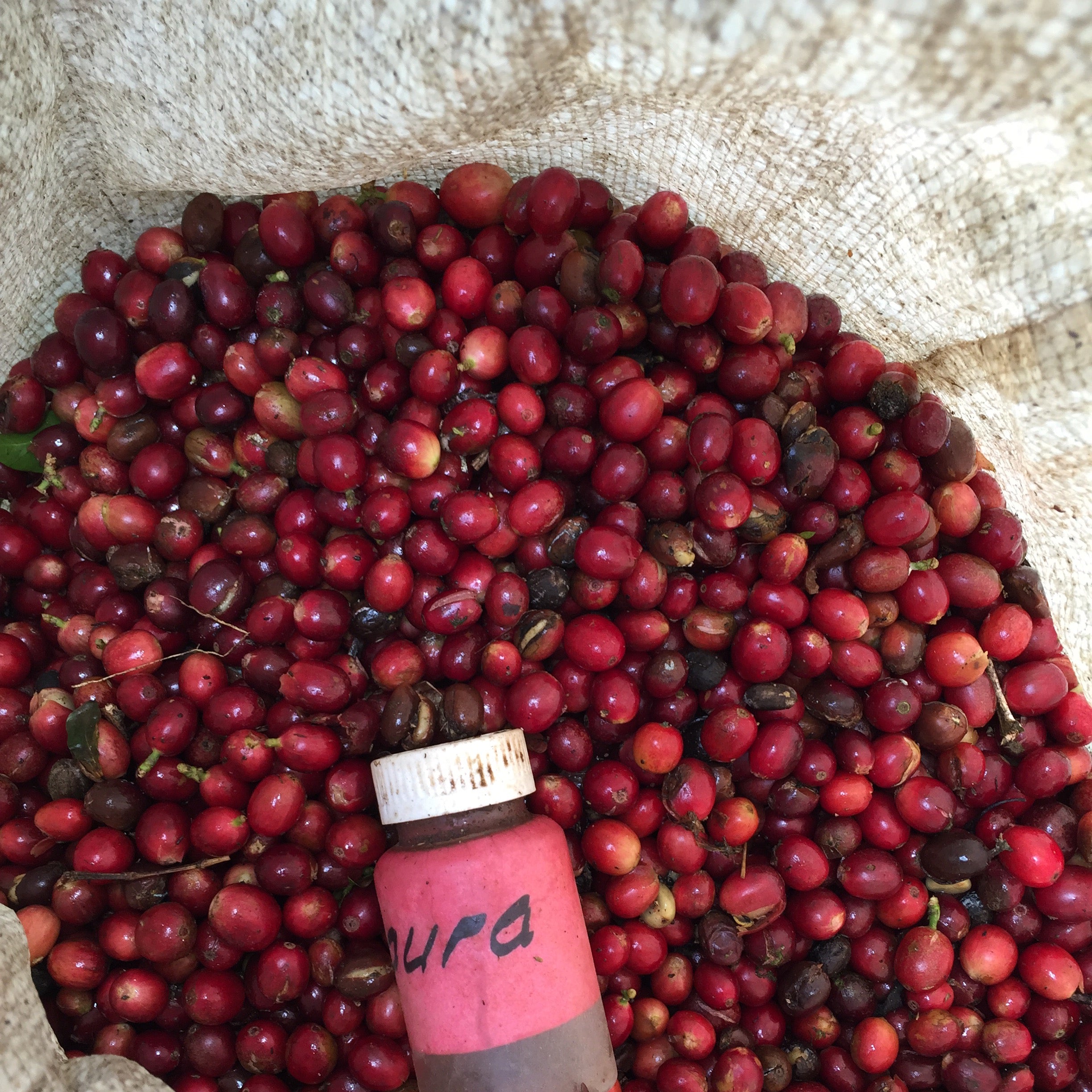 Red coffee cherries with a pink bottle labeled 'Nuba' on a beige background