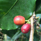 Red coffee berries on a branch with green leaves