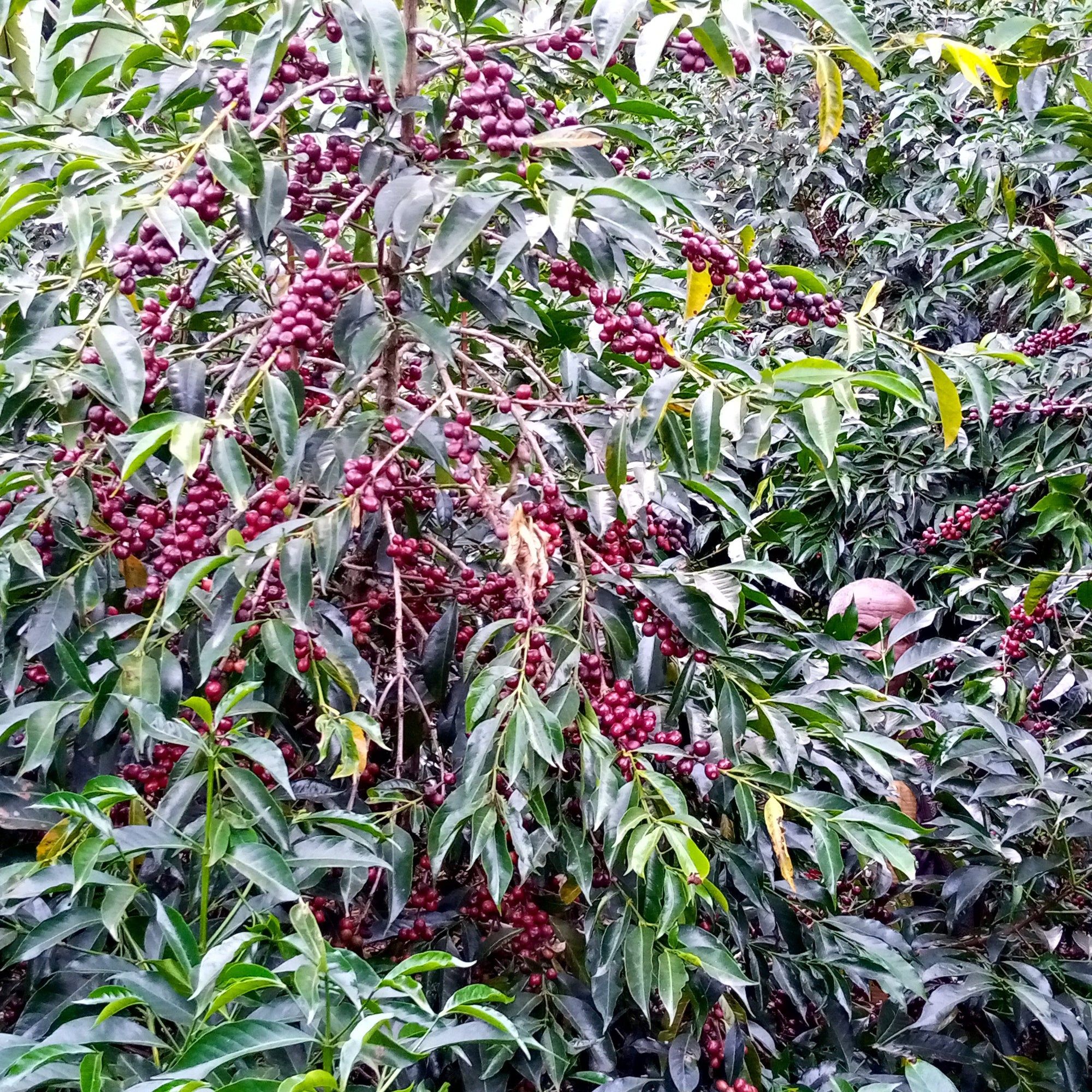 Ocholo Bedecho
