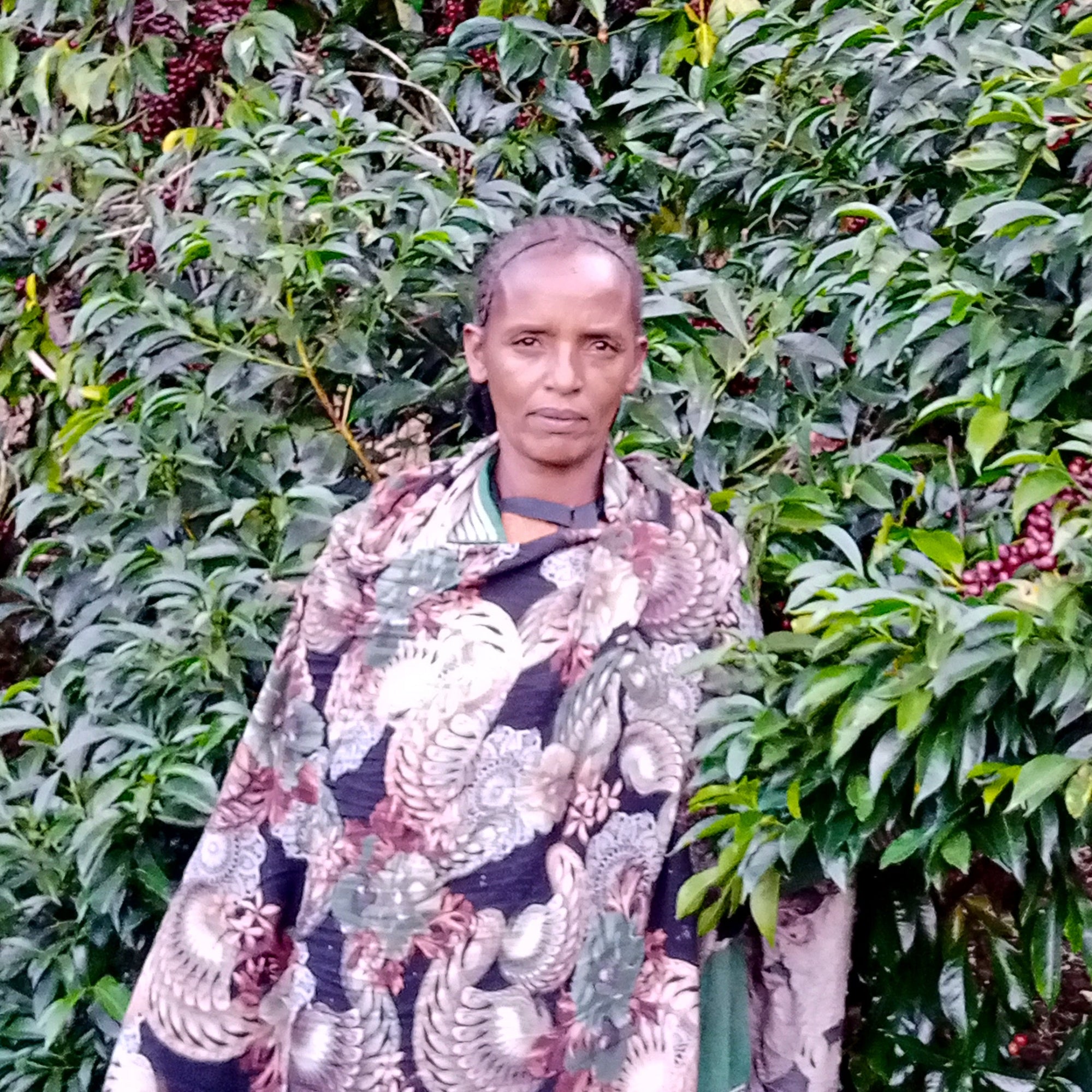 Ocholo Bedecho