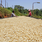 A large spread of pale yellow dried beans or grains on a black conveyor surface outdoors, with two workers seated at the sides and trees and a grassy hill in the background under a blue sky.
