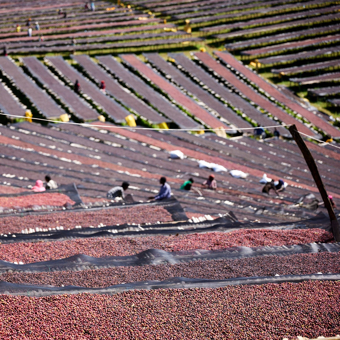 Rows of drying coffee beans under the sun with workers in the background.