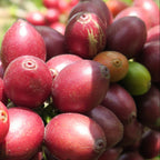 Close-up of red coffee berries on a branch with green leaves in the background