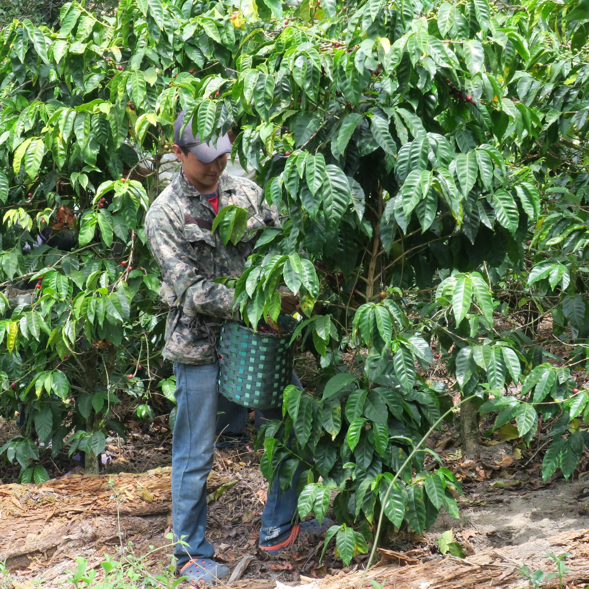 Finca Las Botijas
