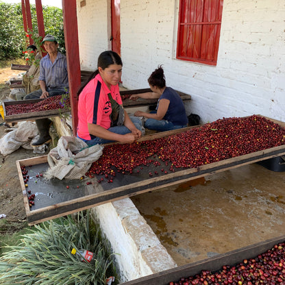 Strudel (Jairo Arcila)