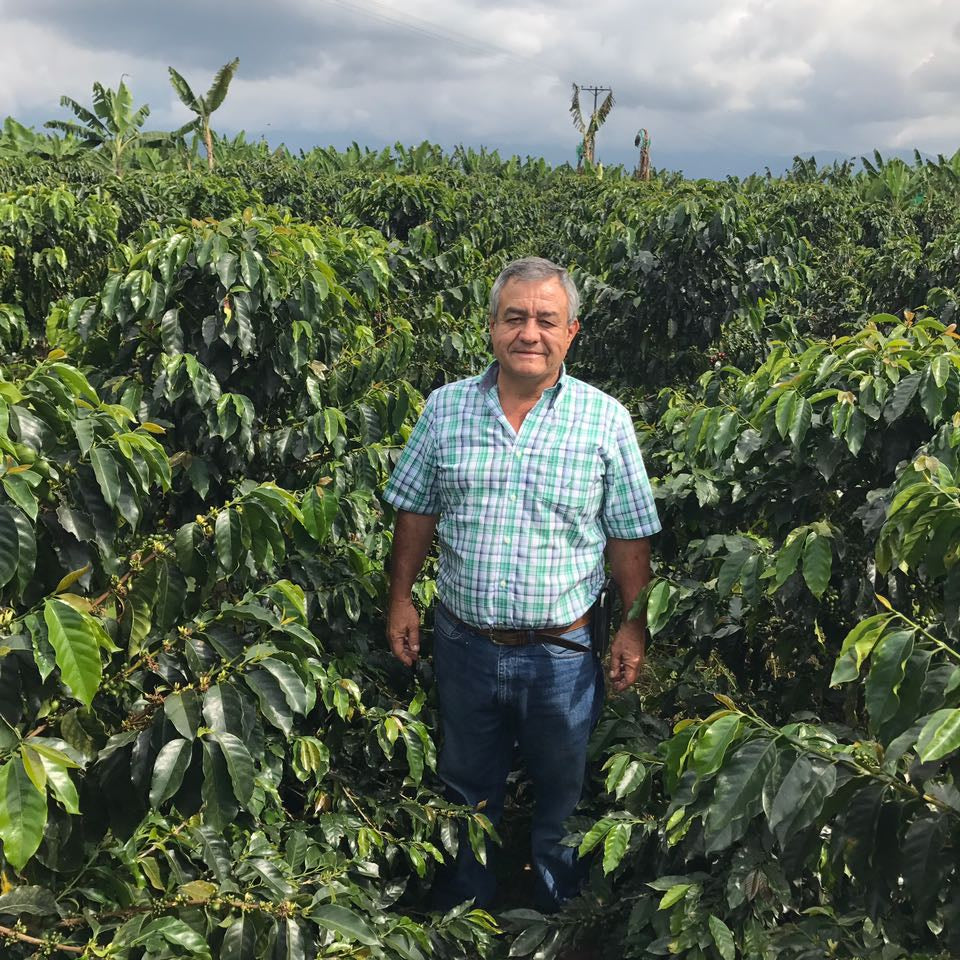 Man standing among coffee trees in a coffee plantation