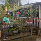 Person standing in a garden with plants and flowers, next to a building.