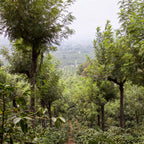 La Soledad