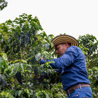 Person harvesting coffee beans from a coffee plant in a lush green field.