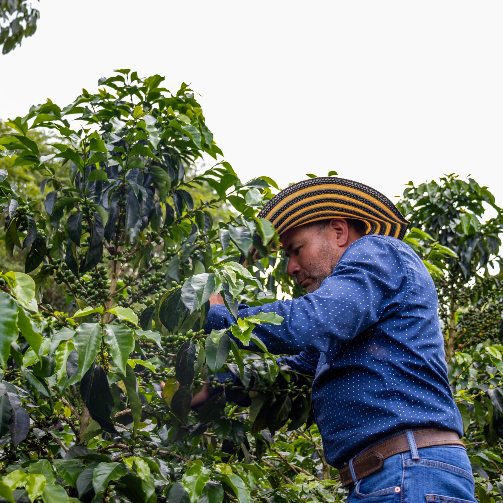 Person harvesting coffee beans from a coffee plant in a lush green field.