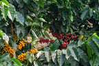 Coffee cherries on a coffee tree with green leaves
