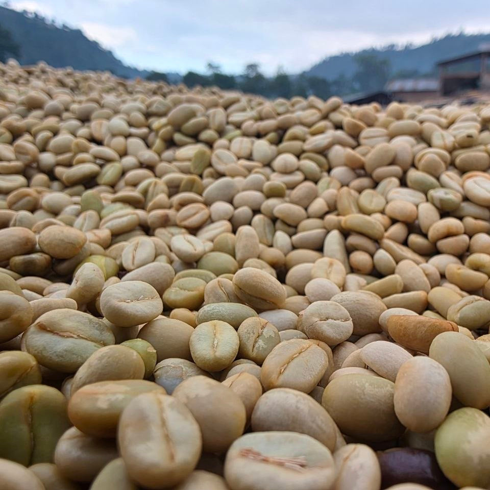 Close-up of green coffee beans with a blurred natural background