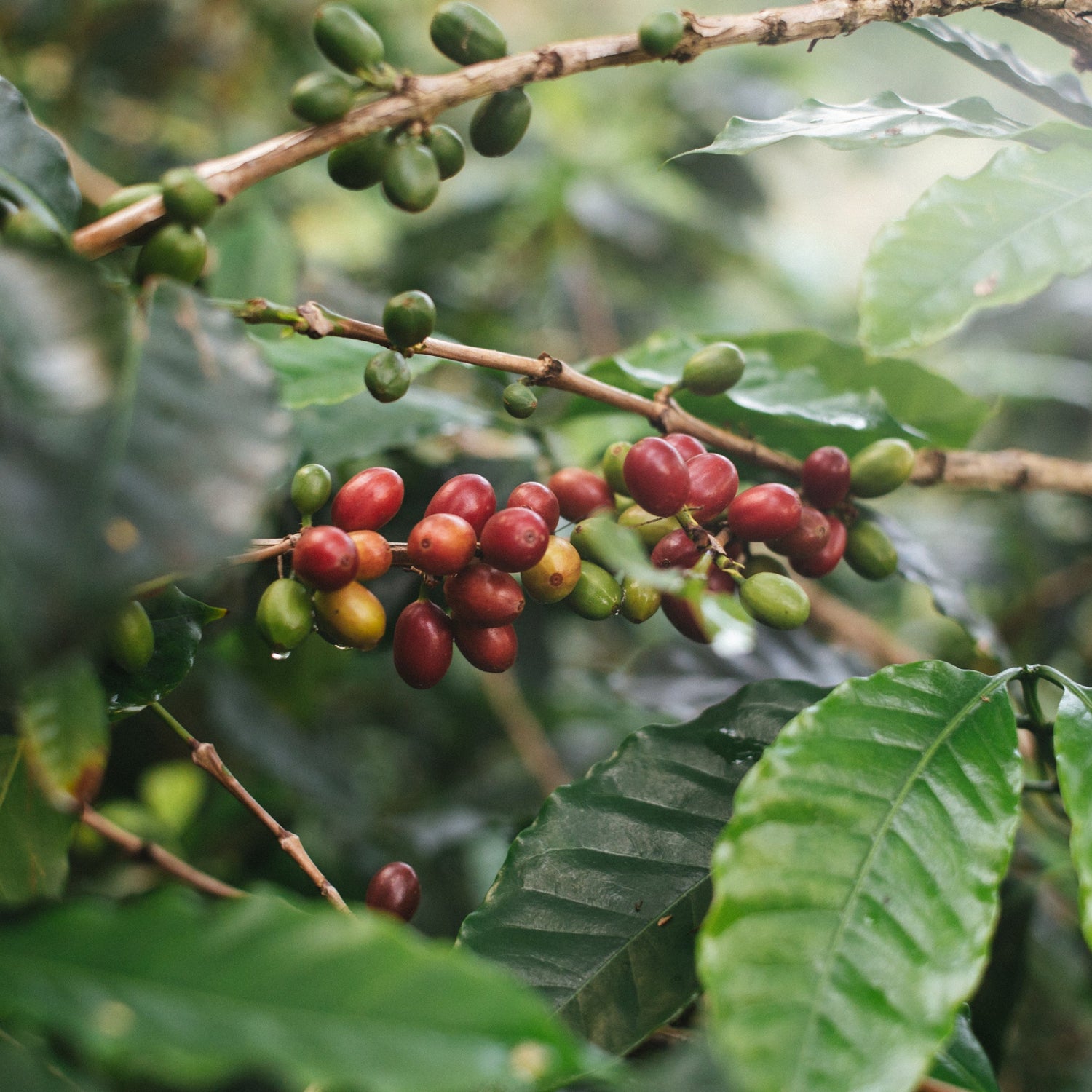Coffee cherries on a branch with green leaves