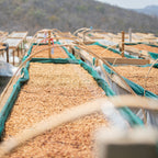Finca El Barejon